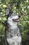 Husky-Wolfshund Portrait