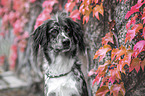 Mnsterlnder-Mischling Portrait
