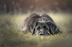 liegender Akita-Inu-Labrador-Retriever