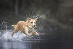 springender Australian-Shepherd-Labrador-Retriever