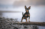 Prager-Rattler-Chihuahua