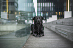 liegender Labrador-Retriever-Mischling