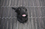 sitzender Labrador-Retriever-Mischling