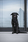 sitzender Labrador-Retriever-Mischling