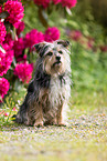 sitzender Terrier-Mischling