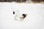 buddelnder Jack-Russell-Terrier-Mops