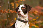 Dalmatiner-Mischling Portrait