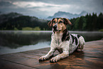 liegender Bracken-Mischling