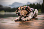 liegender Bracken-Mischling