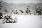 Bracken-Mischling