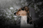 Bracken-Mischling Portrait