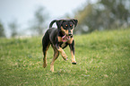 rennender Appenzeller-Sennenhund-Mischling