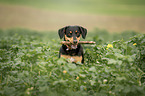 Appenzeller-Sennenhund-Mischling Portrait