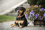 liegender Appenzeller-Sennenhund-Mischling