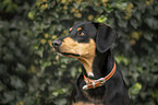 Appenzeller-Sennenhund-Mischling Portrait