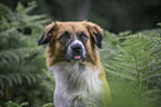 Collie-Mischling Portrait