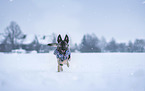 rennender Husky-Mischling