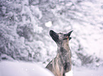 sitzender Husky-Mischling