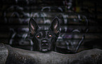 Schferhund-Mischling Portrait