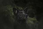 Schferhund-Mischling Portrait