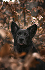 Schferhund-Mischling Portrait