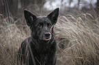 Schferhund-Mischling Portrait