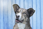 Husky-Mischling Portrait