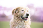 Herdenschutzhund-Mischling Portrait