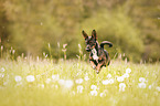 springender Terrier-Mischling