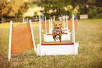 Hund beim Flyball