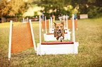 Hund beim Flyball