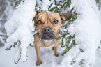 Jackbull im Schnee