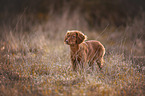 Cocker-Spaniel-Mischling