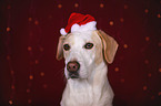 Mischling Portrait