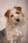Terrier-Mischling Portrait