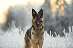 Schferhund-Mischling