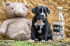 Deutscher-Boxer-Mischling Welpe