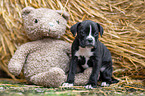 Deutscher-Boxer-Mischling Welpe