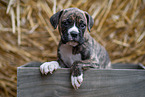 Deutscher-Boxer-Mischling Welpe