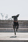 rennender Labrador-Pitbull-Mischling