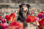 Border-Collie-Mischling Portrait