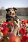 Border-Collie-Mischling macht Mnnchen