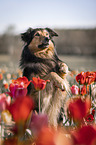 Border-Collie-Mischling macht Mnnchen