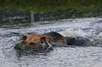 Mischling im Wasser