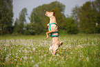 Mischling mit Handicap