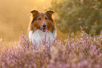 Mischling Portrait