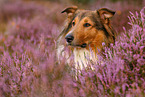 Mischling Portrait