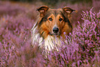 Mischling Portrait