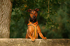 Mischling