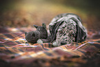 junger Australian-Shepherd-Labrador Mischling